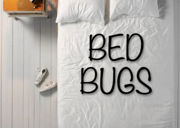 Bed Bug Expert Company