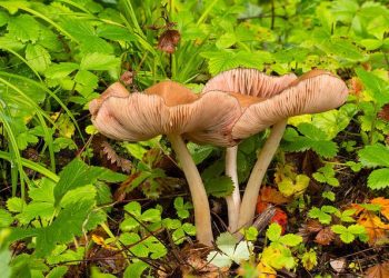 Magic mushrooms in woods