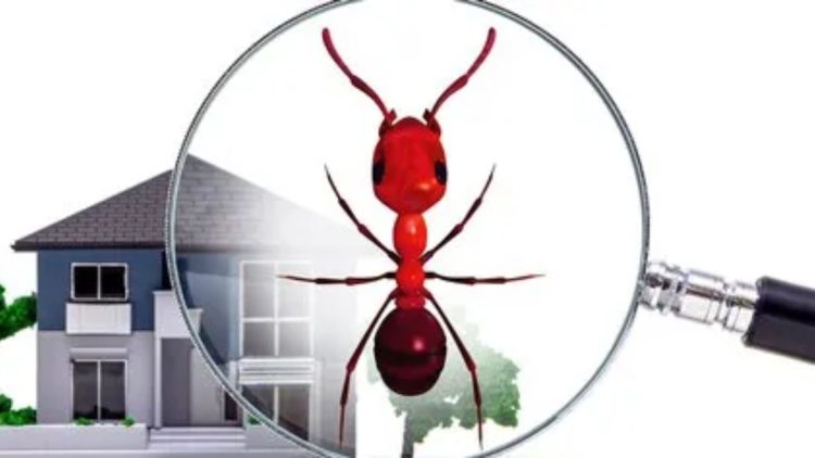 Getting Rid Of Ghost Ants In Your House