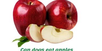 Can dogs eat apples