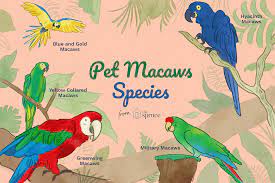 Greenwing macaw for sale
